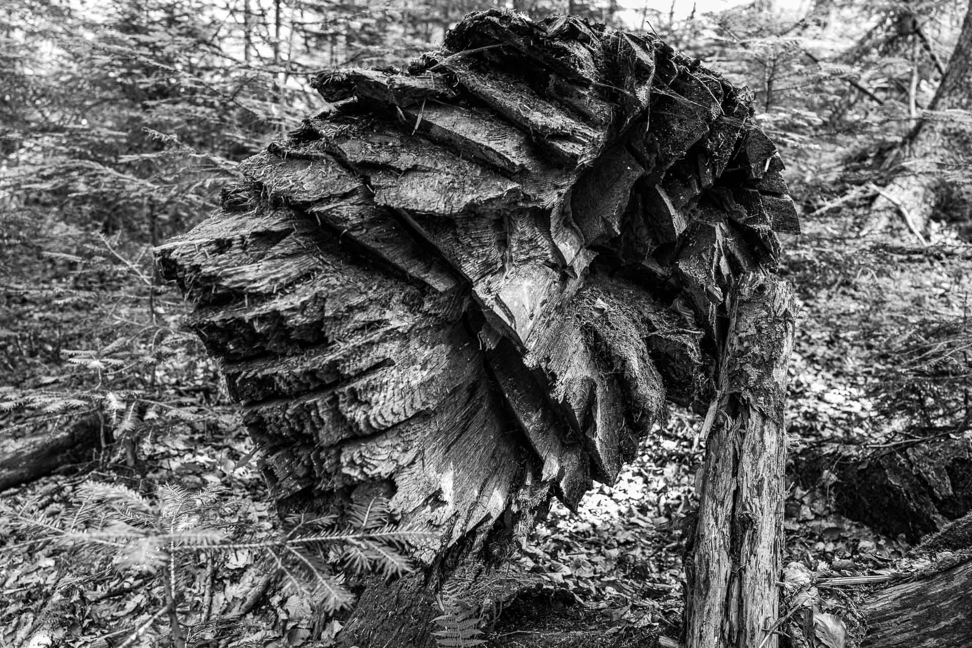 zersplittert und eingeschnitten ist das abgebrochene Ende dieses gestürzten Riesen