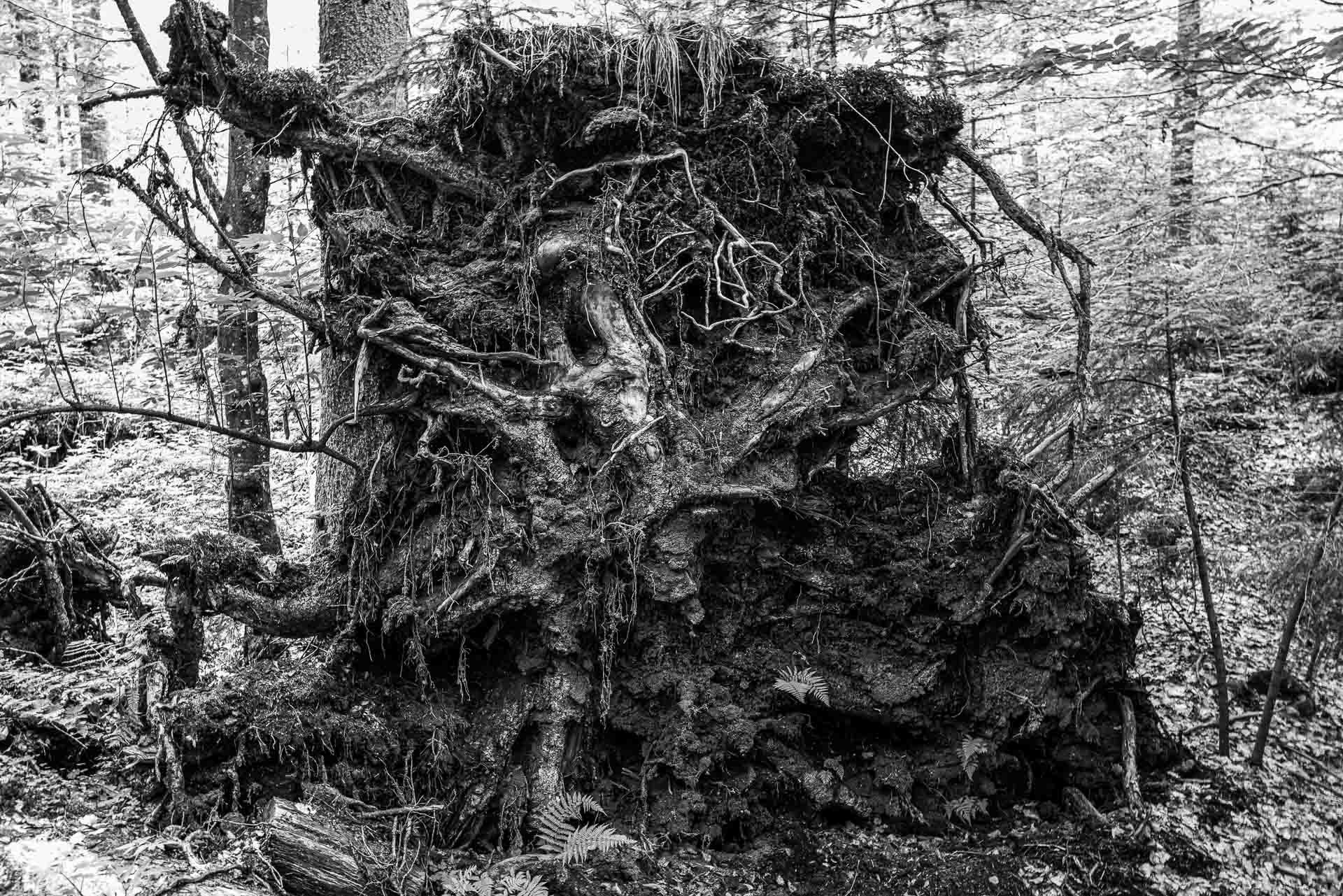 schon vor Urzeiten gestürzt, doch der Boden hält sich im Wurzelwerk