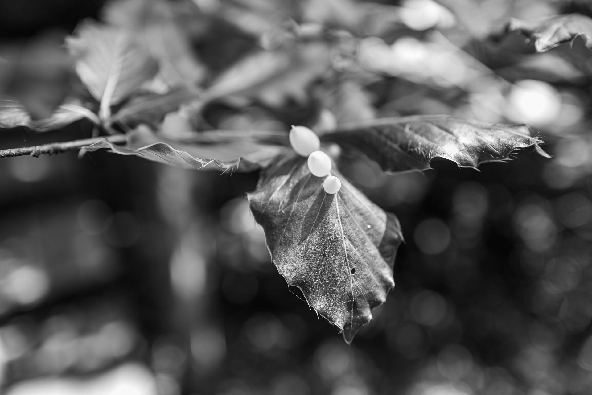 Die Eier der Buchengallmücke