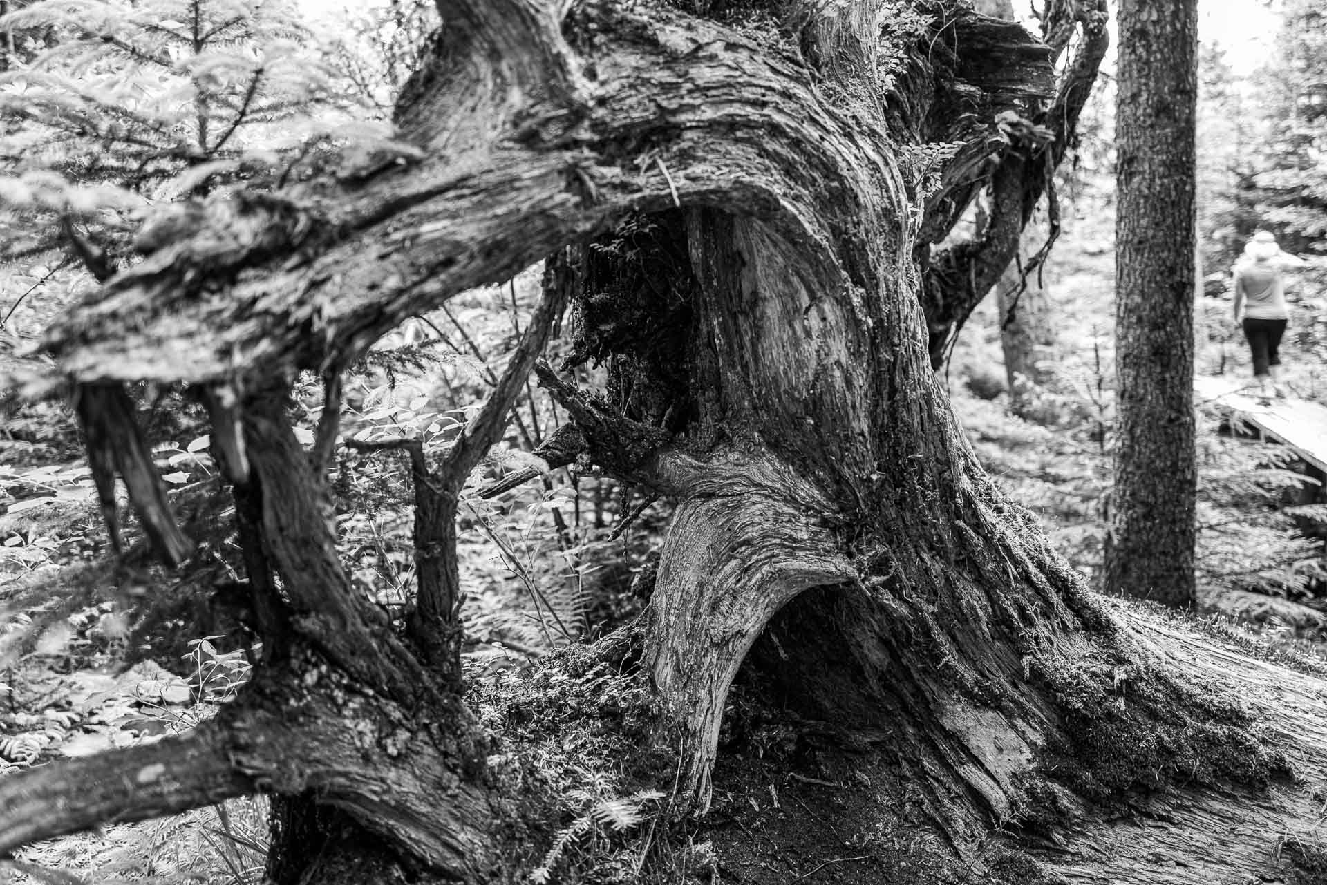 eine gewaltige, mannshohe Wurzel 