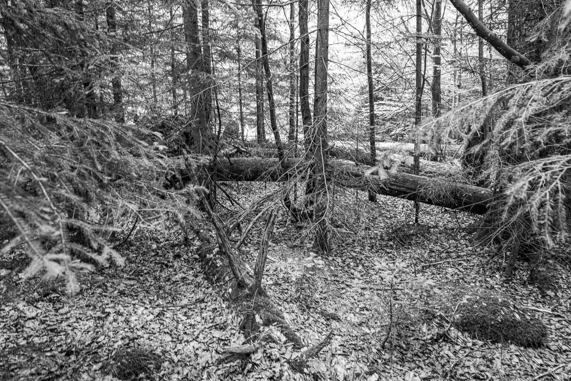 von hier oben siehst Du den Werdegang des Waldes vom Leben bis zum sterben...