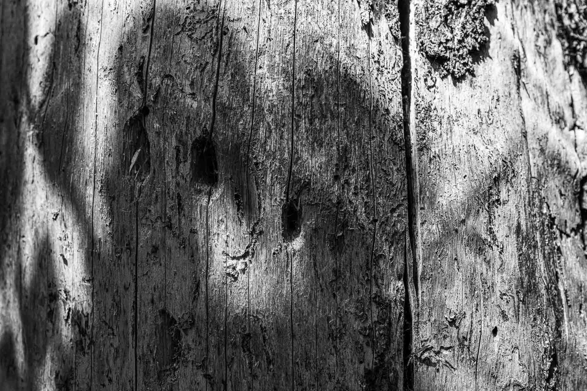 Die Sonne wirft Schatten auf die Spechtlöcher und lassen diese wie ein Gesicht lächeln