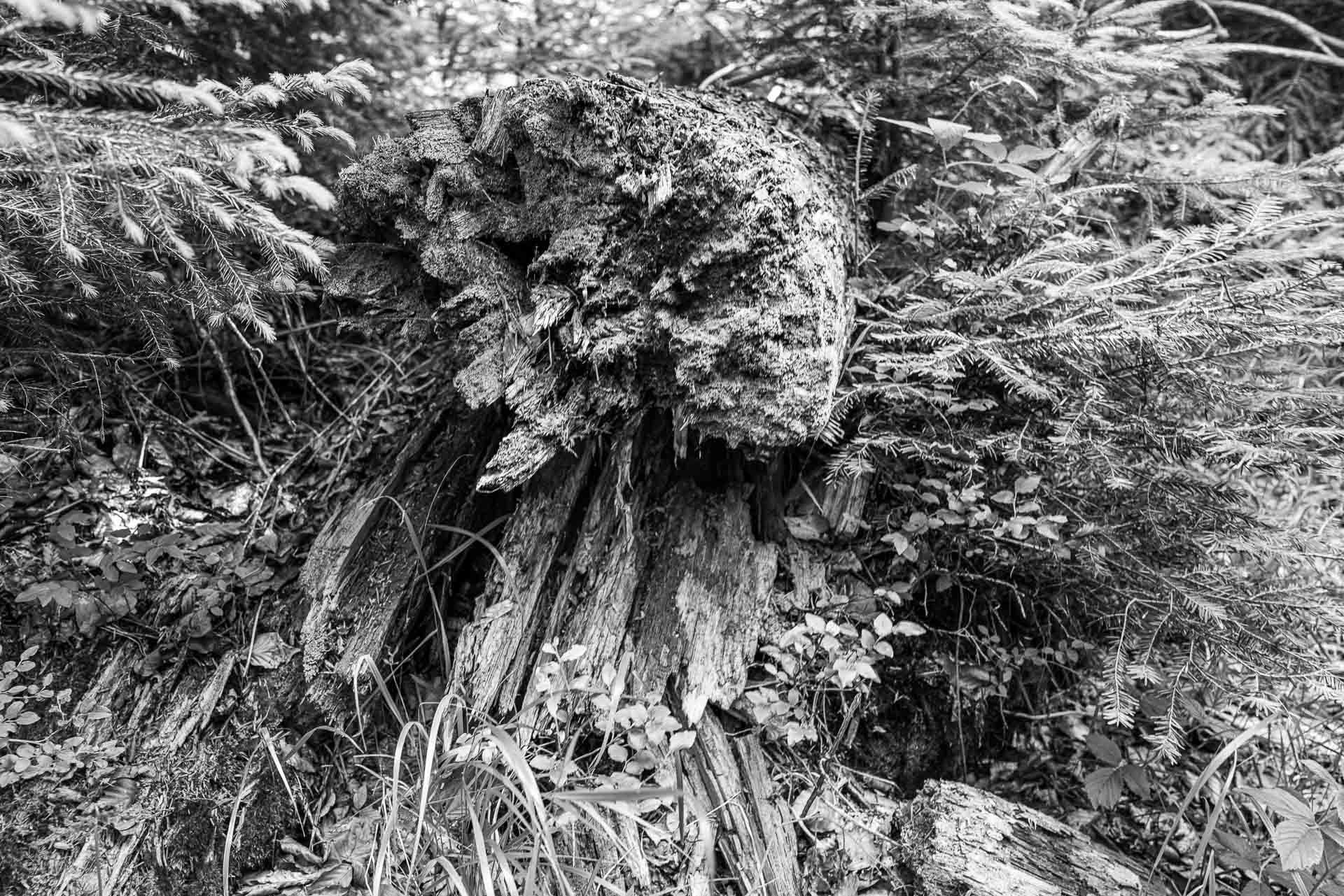 ein gestürzter Baumriese im Jungholz. Hier ist leben und sterben vereint.