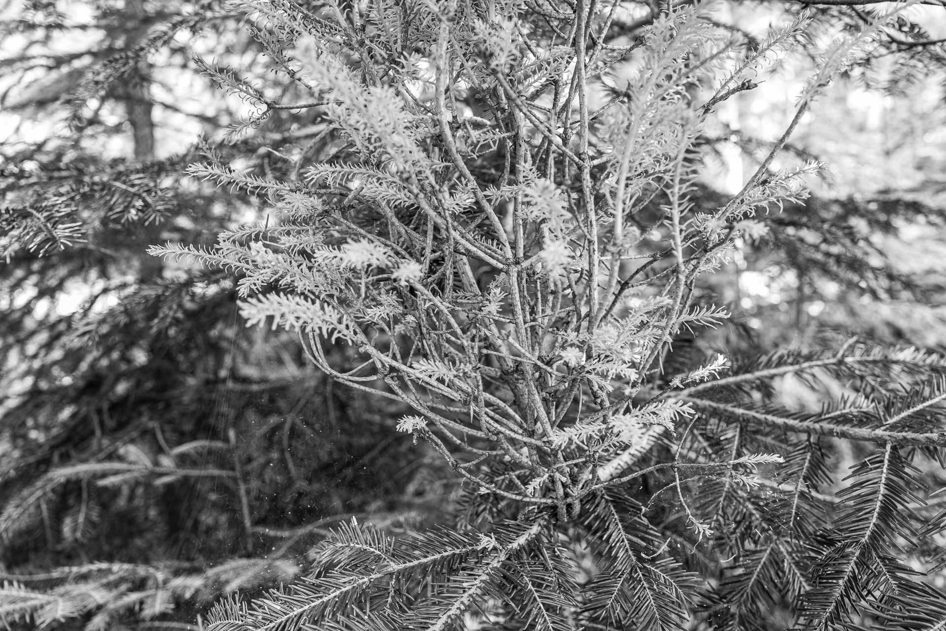 wilde Triebe an einem Nadelbaum