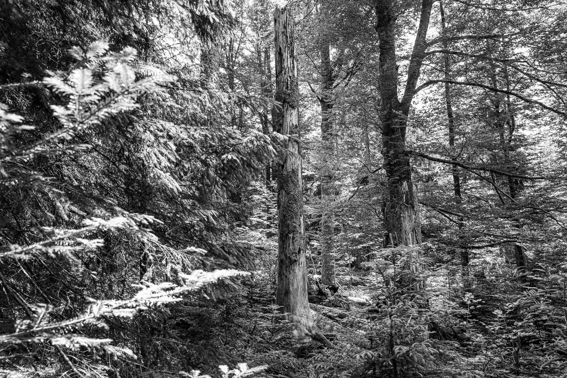 unser Blick reicht hier nur ein paar Meter in den undurchdringlichen Urwald