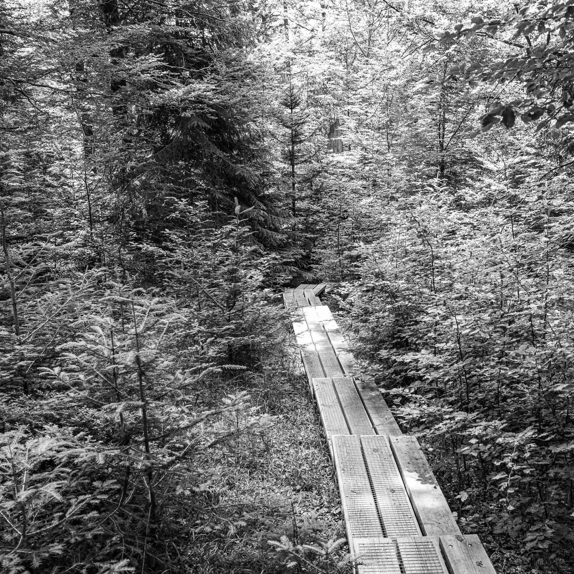 schmal schlängelt sich der Seelensteig durch den jungen Wald