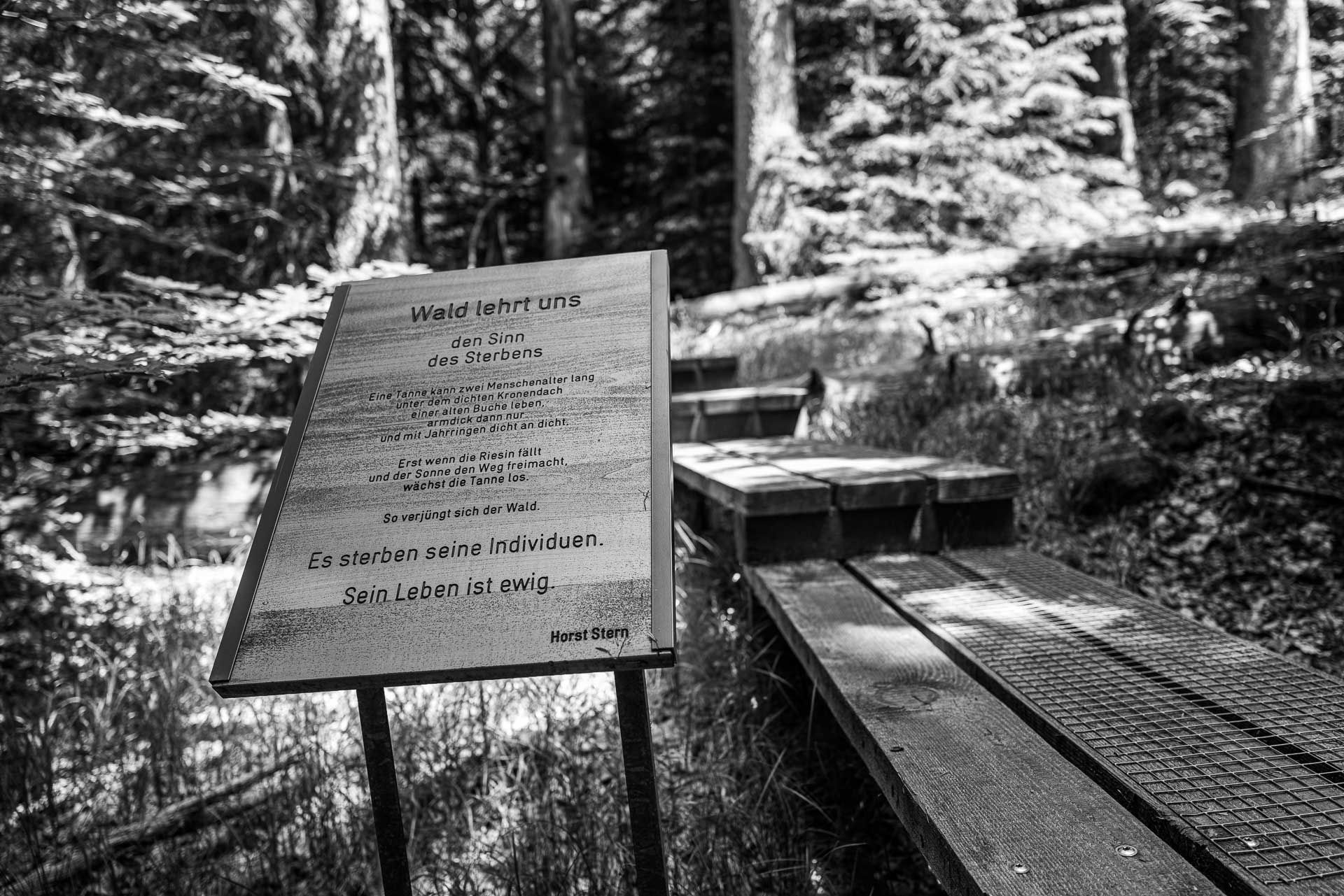 Zitat von Horst Stern: "Wald lehrt uns den Sinn des Sterbens. Eine Tane kann zwei Menschenalter lang unter dem dichten Kronendach einer alten Buche leben, armdick dann nur und mit Jahrringen dicht an dicht. Erst wenn die Riesin fällt und der Sonne den Weg freimacht, wächst die Tanne los. So verjüngt sicher der Wald. Es sterben seine Individuen. Sein Leben ist ewig."
