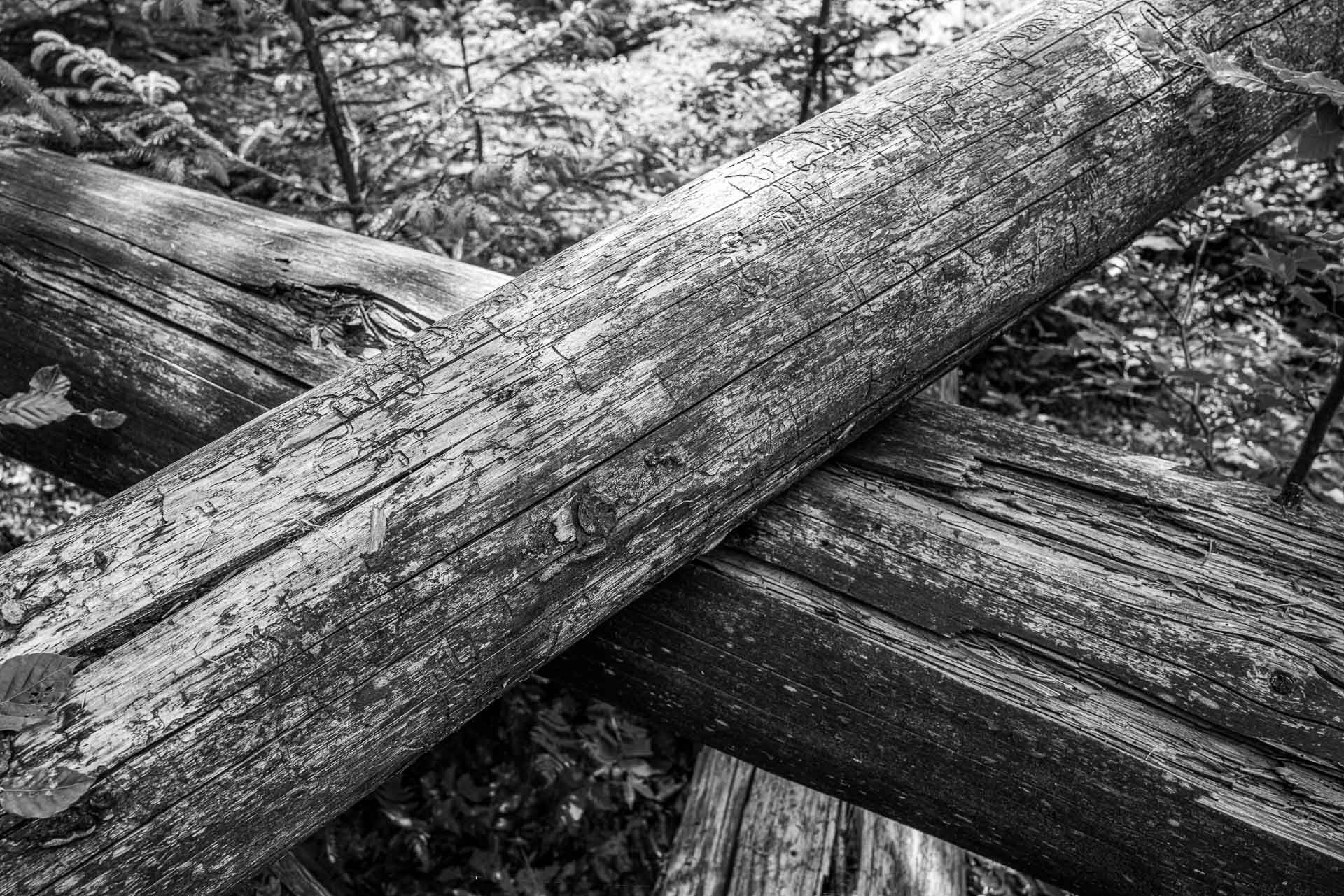 ein Baumkreuz mit der Inschrift des Borkenkäfers