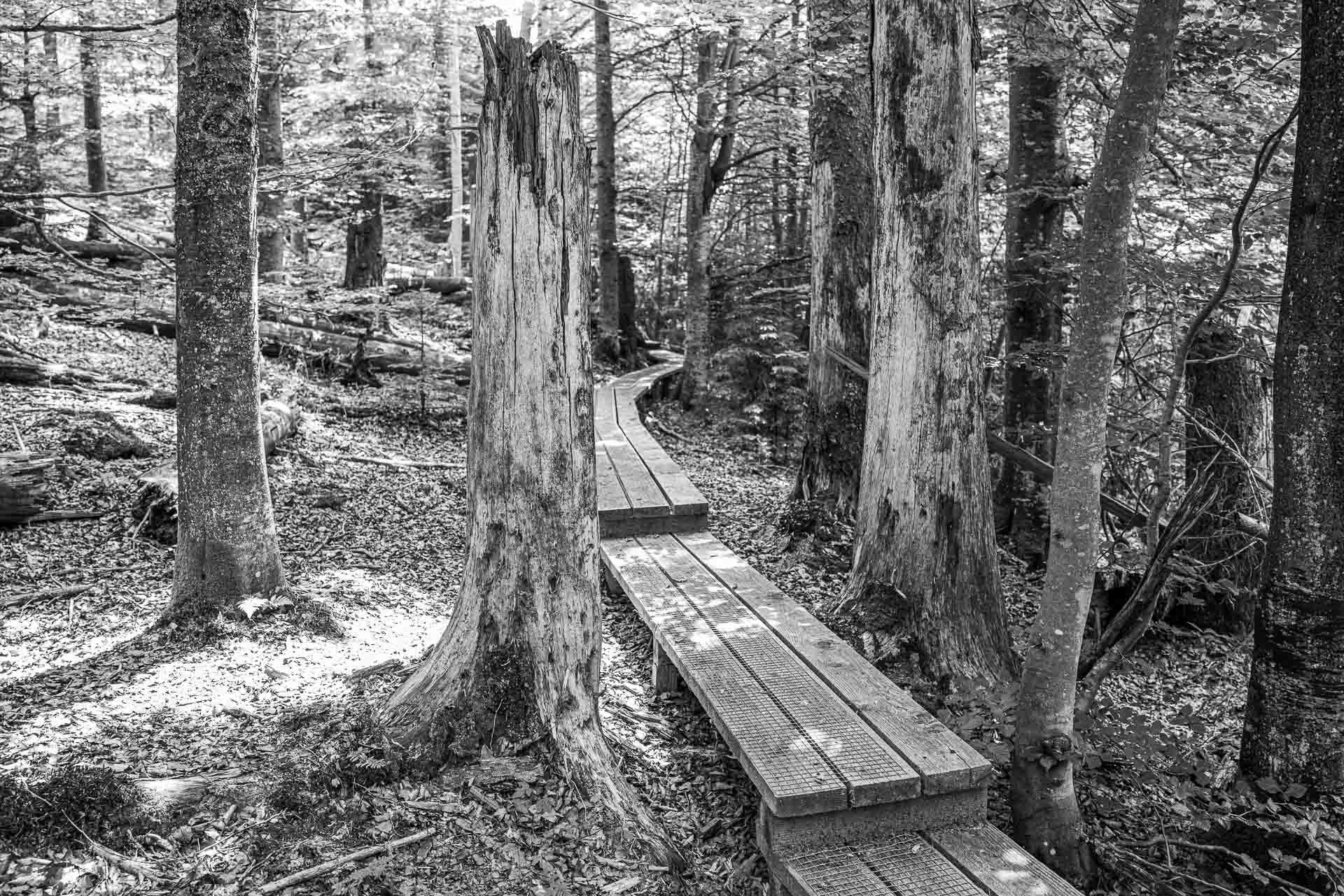 stetig weiter schlängelt sich der Seelensteig zwischen den Bäumen hindurch.