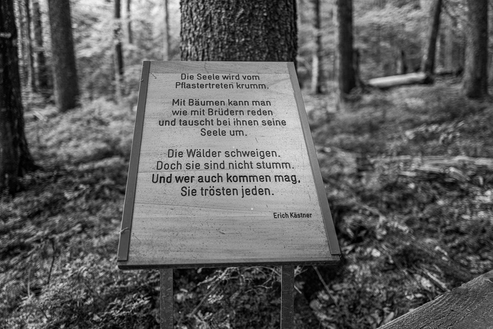 "Die Seele wir vom Pflastertreten krumm. Mit Bäumen kann man wie mit Brüdern reden und tauscht bei ihnen seine Seele um. Die Wälder schweigen. Doch sie sind nicht stumme. Und wer auch kommen mag, sie trösten jeden." Erich Kästner