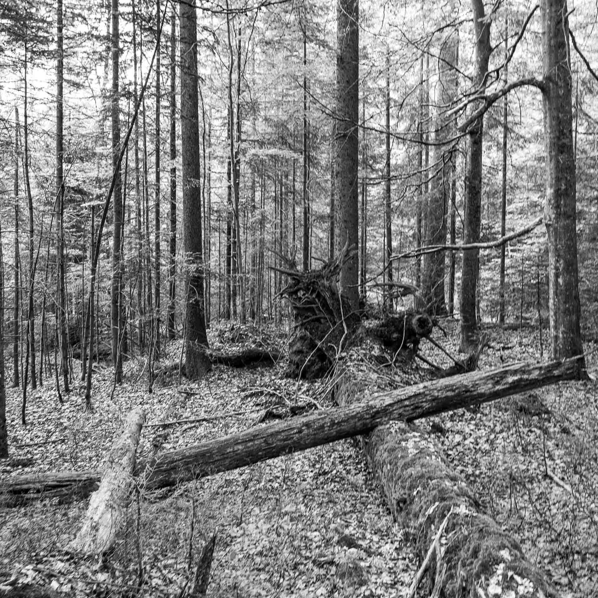 ein doppeltes Kreuz aus Baumstämmen
