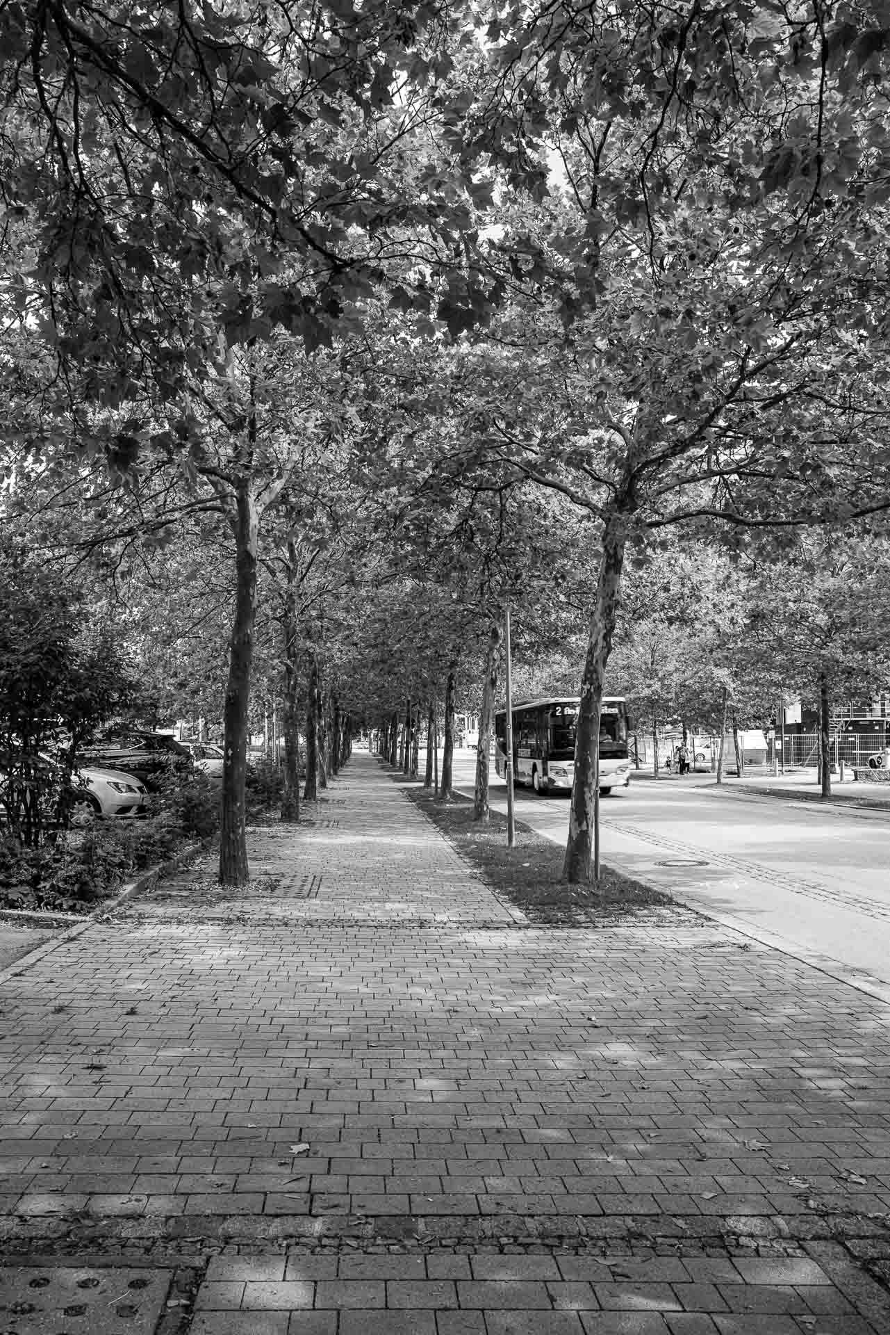 durch eine Allee führt der Weg in die Innenstadt