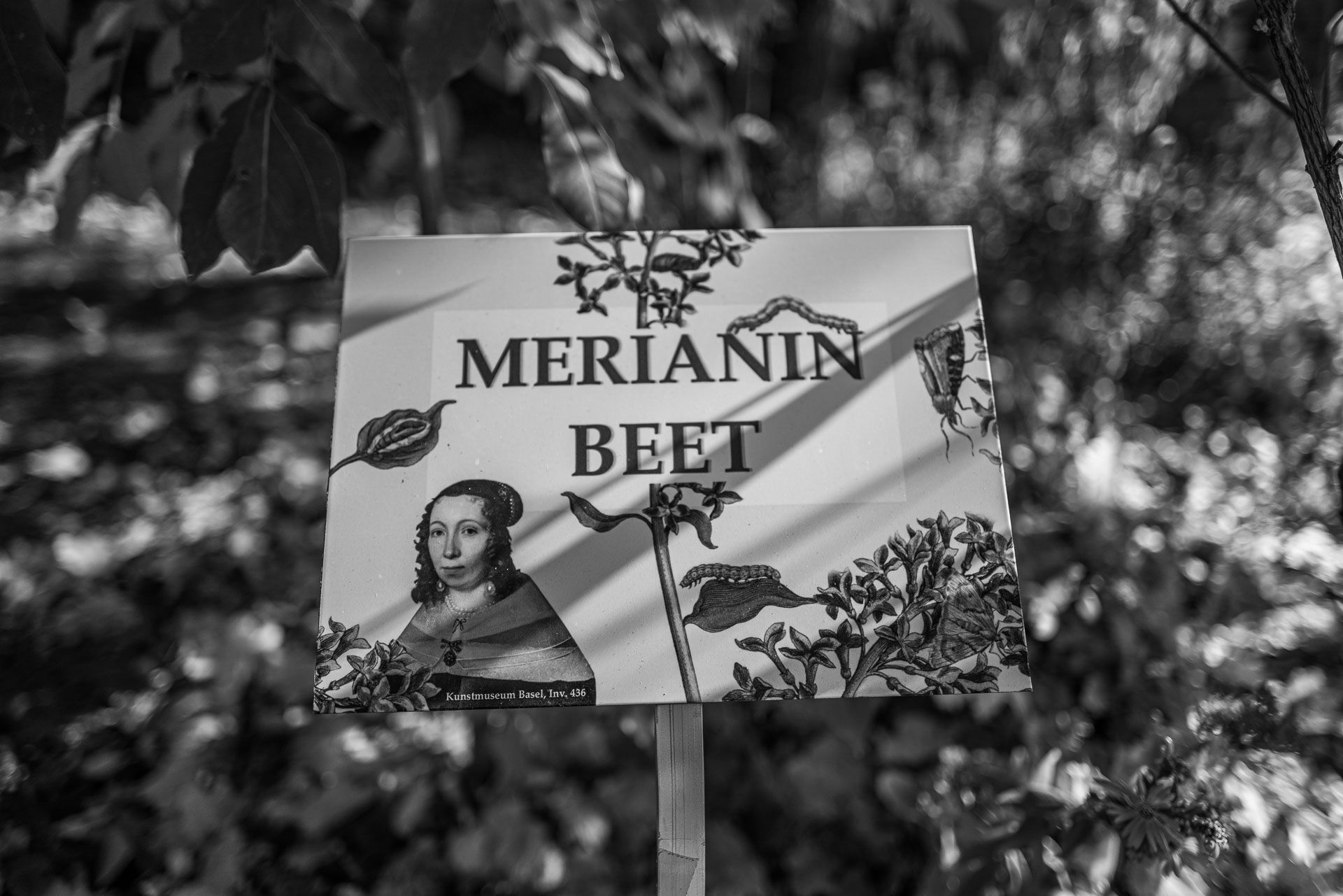 im Merian Garten mit Portrait von Maria Sybilla Merian. Sie war auf dem 500-DM-Schein 